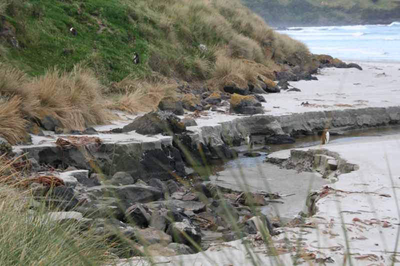 Nieuw-Zeeland 2011 - 2016